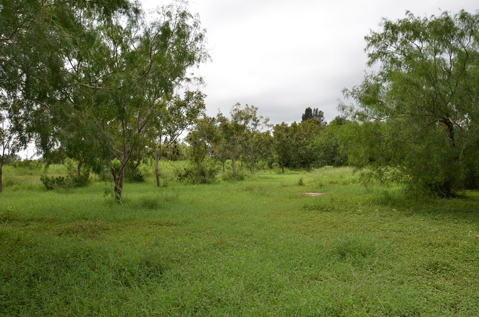 pecan trees